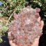 Red Phantom Quartz