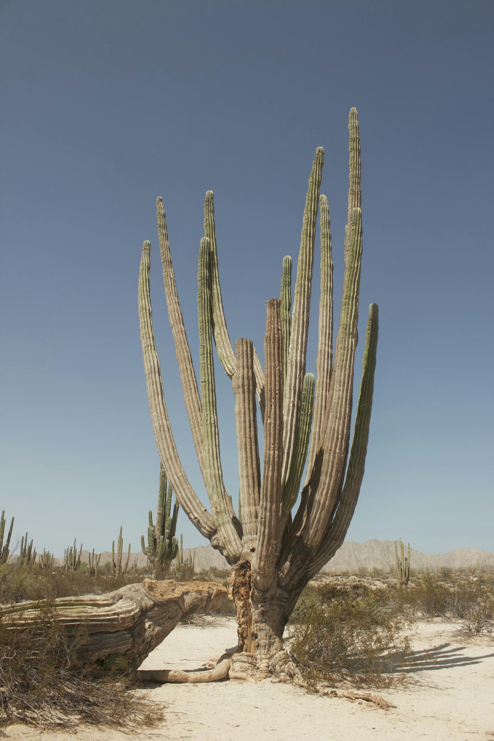 Majestic cactus in Baja California's arid desert under clear blue skies.